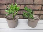 crassula planten 2X klein, Ophalen, Vetplant