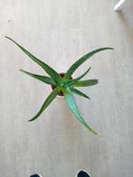 Aloë Vera Kamerplant, Vetplant, In pot, Minder dan 100 cm, Groene kamerplant