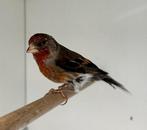 Bastaard putter x kanarie mannen, Meerdere dieren, Geringd