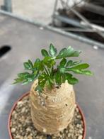 Caudex Adenia Metamorpha van oorsprong Madagaskar pot12cm, Overige soorten, Ophalen of Verzenden, In pot, Minder dan 100 cm
