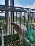 Roodmus pheao split  albino  2025, Dieren en Toebehoren, Vogels | Overige Vogels, Mannelijk, Tropenvogel, Geringd