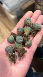 Lophophora koehresii en Williamsii peyote, Ophalen of Verzenden