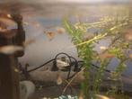 Guppies, Dieren en Toebehoren, Vissen | Aquariumvissen, Vis, Zoetwatervis, Schoolvis