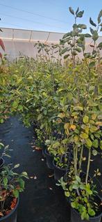 Krentenboom meerstammig. Amelanchier lamarckii 125/150 cm, Ophalen of Verzenden, In pot, Overige soorten, 100 tot 250 cm