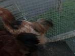 4 kippen en 2 hanen, Dieren en Toebehoren, Pluimvee, Meerdere dieren, Kip