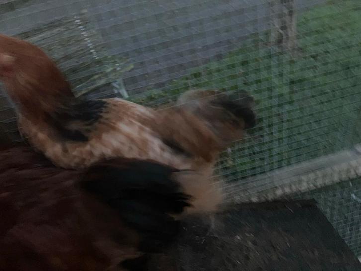 4 kippen en 2 hanen, Dieren en Toebehoren, Pluimvee, Kip, Meerdere dieren