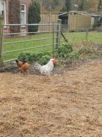 Cream legbar haan, Dieren en Toebehoren, Pluimvee, Mannelijk, Kip