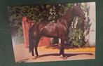 Mooi bruin paard, Verzamelen, Ansichtkaarten | Dieren, Verzenden, 1960 tot 1980, Gelopen, Paard