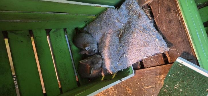 Mooie dwerg konijntjes, Dieren en Toebehoren, Konijnen, Dwerg, Meerdere dieren