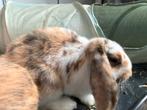 2 vrouwtjes hangoor konijnen van 4 maanden oud, Dieren en Toebehoren, Vrouwelijk, Middelgroot, Hangoor