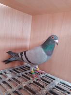 Postduif, Dieren en Toebehoren, Vogels | Overige Vogels, Mannelijk, Tropenvogel