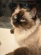 Verwachte Ragdoll x Perzisch kittens, Meerdere dieren, Langharig, 0 tot 2 jaar