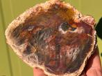 Versteend hout schijf plak dubbel gepolijst mineralen, Ophalen of Verzenden, Mineraal