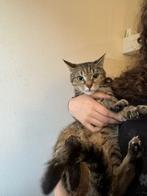 Katten, Poes