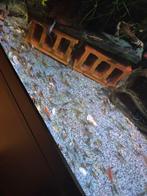 Min 1000 mix kleur garnalen, Kreeft, Krab of Garnaal