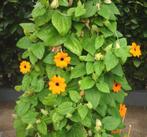 tuinplant - Suzanne met de mooie ogen, Ophalen of Verzenden, Zomer, Overige soorten, Halfschaduw