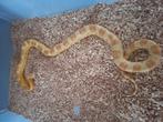 3.3 rattenslangen koop of ruil, Dieren en Toebehoren, Reptielen en Amfibieën, Slang, 3 tot 6 jaar