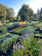 Vaste tuinplanten - Geldermalsen - Zaterdag geopend️🌿☀️, Ophalen of Verzenden, Zomer, Overige soorten