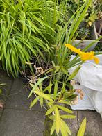 Gele lis oeverplant vijverplant zeer mooie planten, Ophalen of Verzenden, Nieuw