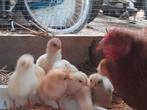 Kip met 9 kuikens, Dieren en Toebehoren, Meerdere dieren, Kip