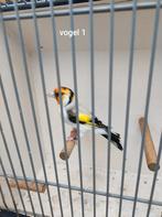 Majoor putters, Dieren en Toebehoren, Vogels | Overige Vogels, Mannelijk, Wildzangvogel