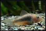 corydoras aneus, Vis, Zoetwatervis, Schoolvis