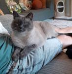 Lieve kater zoekt rustig huis, korthaar bluepoint, Kater, 6 jaar of ouder