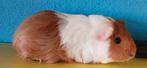 Lief tam cavia zeugje, Cavia, Vrouwelijk, Januari, Tam