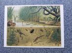 Ansicht Koekkoek "in sloot en plas", gelopen, Ophalen of Verzenden, 1940 tot 1960, Gelopen, Friesland