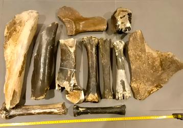 IJstijd Fossielen Set - Noordzee beschikbaar voor biedingen