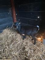Mooi dwerggeit dek bokje, Dieren en Toebehoren, Schapen, Geiten en Varkens, Mannelijk, Geit, 0 tot 2 jaar