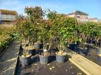 meerstammige Photinia red Robin en Olijfwilg, Tuin en Terras, Planten | Bomen, Ophalen, Zomer, Volle zon, Overige soorten