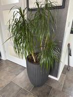 Mooie Capi pot met kamerplant, Ophalen, Overige soorten, Minder dan 100 cm