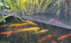 16 koi en 3 steuren, Dieren en Toebehoren, Vissen | Vijvervissen, Karper of Koi