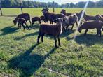 Kameroen schapen rammen, Dieren en Toebehoren, Schapen, Geiten en Varkens, Mannelijk, Schaap