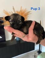Pomchi pups ❤️. Pomeriaan x Chihuahua. Puppy. LAATSTE 2., Dieren en Toebehoren, Honden | Chihuahua's en Gezelschapshonden, CDV (hondenziekte)