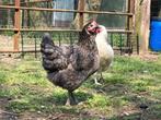 Australorp blue, Dieren en Toebehoren, Pluimvee, Kip, Vrouwelijk