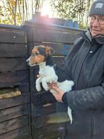 Super leuke speelse Jack Russel pup reutje. 4 mnd., Dieren en Toebehoren, Honden | Jack Russells en Terriërs, Reu, CDV (hondenziekte)