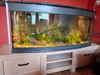 Mooie sluiervissen 8 stuks zoeken groote aquarium, Dieren en Toebehoren, Ophalen, Zo goed als nieuw