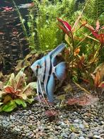 Maanvis Pterophyllum scalare "blauw", Dieren en Toebehoren, Vissen | Aquariumvissen, Vis