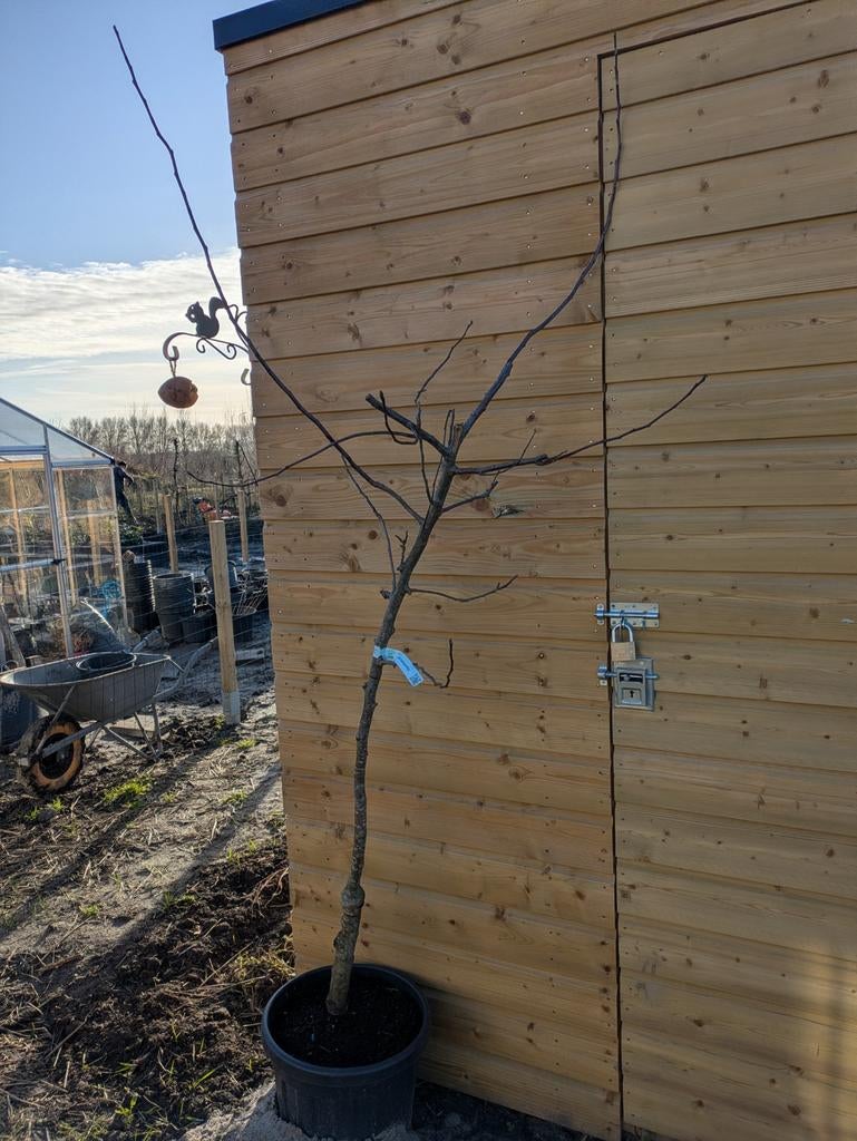 Bio Notaris appelboom half stam met bloesem, Ophalen of Verzenden, Lente, Volle zon, Overige soorten