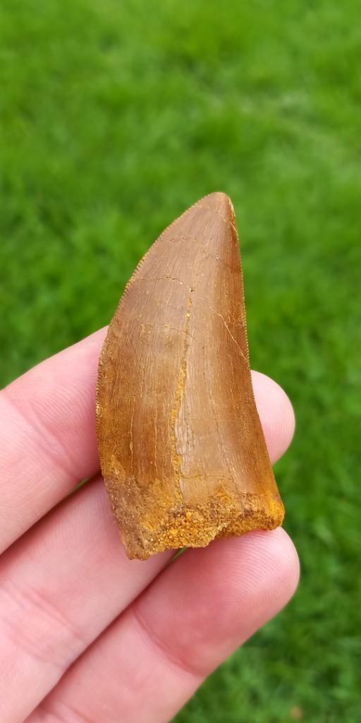Carcharodontosaurus tand uit Marokko dinosaurus fossiel, Verzamelen, Mineralen en Fossielen, Fossiel, Ophalen of Verzenden
