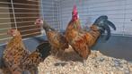 Java kriel porselein trio, Dieren en Toebehoren, Pluimvee, Meerdere dieren, Kip