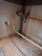 Rosella's, Dieren en Toebehoren, Meerdere dieren, Parkiet, Geringd