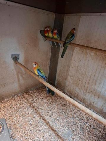 Rosella's  beschikbaar voor biedingen