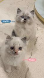 Ragdoll kittens, Dieren en Toebehoren, Katten en Kittens | Overige Katten, Meerdere dieren
