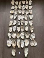 Oesterschelpen, Ophalen of Verzenden