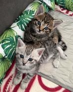 Europese korthaar kittens (kruising) - 12 weken, Dieren en Toebehoren, Katten en Kittens | Overige Katten, Meerdere dieren, Kortharig