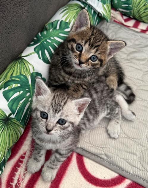 Europese korthaar kittens (kruising) - 12 weken, Dieren en Toebehoren, Katten en Kittens | Overige Katten, Kortharig, Meerdere dieren