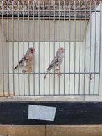 Agaat roodmozaiek kanaries, Dieren en Toebehoren, Meerdere dieren, Kleurkanarie